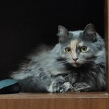Telegram profile photo for Госпожа Кисадинья