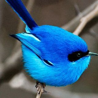 Telegram profile photo for Sweet Twitter