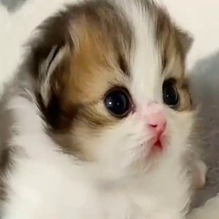 Telegram profile photo for Щитпост теорий Бота