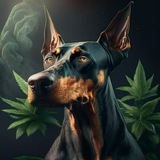 Telegram profile photo for dob
