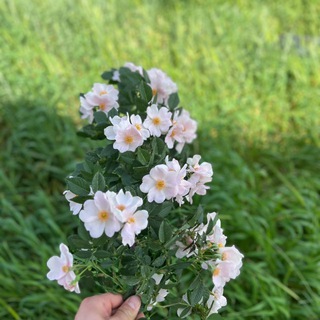 Telegram profile photo for .
