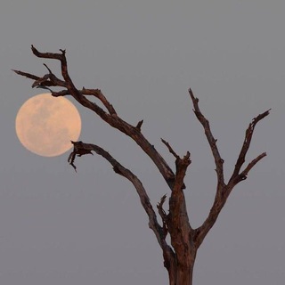 Telegram profile photo for سجیل