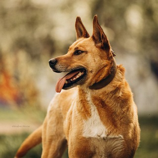 Telegram profile photo for Зооцентр Друг