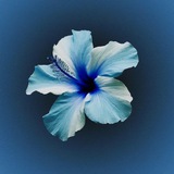 Telegram profile photo for ПЕРЕХОДНИК