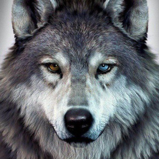 Telegram profile photo for گرگ آلفا