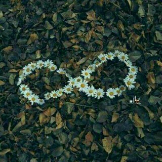 Telegram profile photo for دِيڪلُِووفُين قٌلُِبَي ║💚🌸ᵛ͢ᵎᵖ ⌯﴾❥