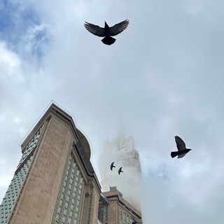 Telegram profile photo for مَثْـوى.