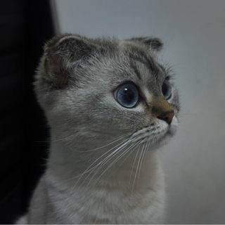 Telegram profile photo for چشاش | cheshash