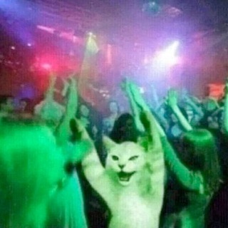 Telegram profile photo for RAVE CAT PORTAL