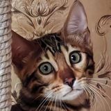 Telegram profile photo for Кошка Доша