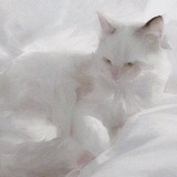 Telegram profile photo for 𝑤𝑤𝑤.𝐶𝑎𝑡𝑠.𝑐𝑜𝑚! всефд+ос сетка