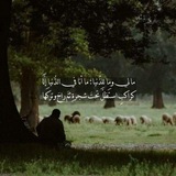 Telegram profile photo for ظِل شجرة