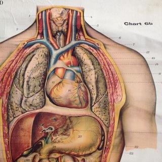 Telegram profile photo for Medical Terminology