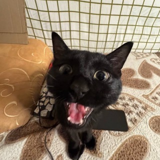 Telegram profile photo for привет я коза