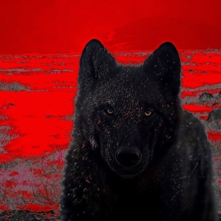 Telegram profile photo for лæппын!