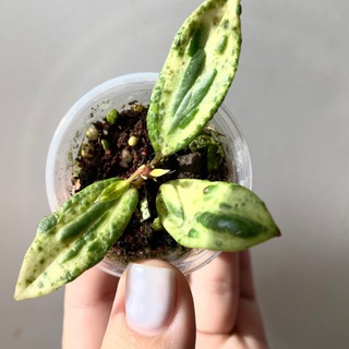 Telegram profile photo for 🌿🍃Излишки Иришки🍃🌿
