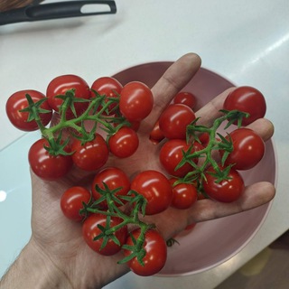 Telegram profile photo for Домик Диси
