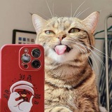 Telegram profile photo for catwifphone Portal