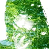 Telegram profile photo for Top Stack Lime