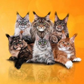 Telegram profile photo for Delius Line cattery