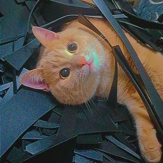 Telegram profile photo for Гнездо в Сибири🪽