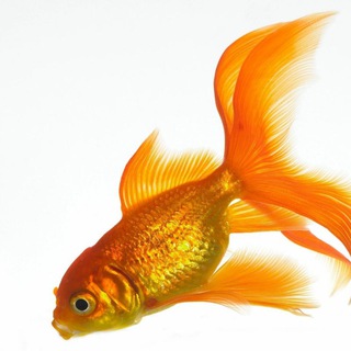 Telegram profile photo for 🐟Золотая Рыбка 🐟