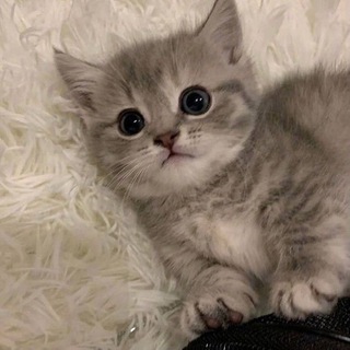 Telegram profile photo for обожаю