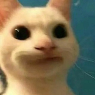 Telegram profile photo for Cat Memes