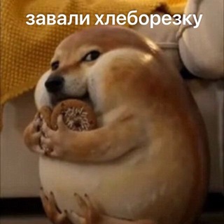 Telegram profile photo for БУХАЯ БЕЛКА СЫН БУХОЙ ШЛЮХМ
