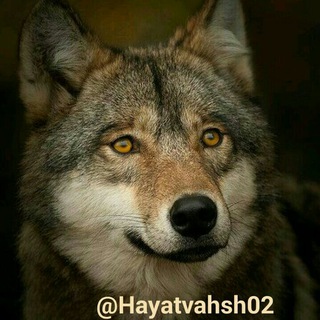 Telegram profile photo for حیات وحش...وطبیعت گردی سافاری🌍🚙