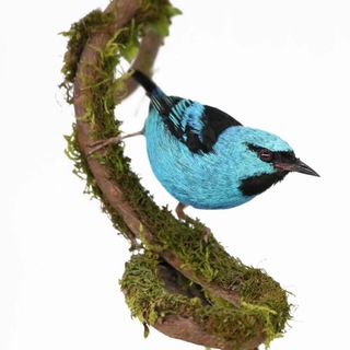 Telegram profile photo for BirdTaxidermy | Таксидермия птиц