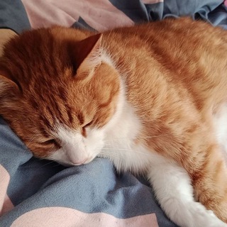 Telegram profile photo for PurrConfess
