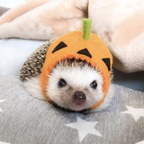 Telegram profile photo for ഒ 🦔 ᴀнинᴀ ᴋᴀнᴀʙᴀ ♡ 看来 🍁