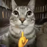 Telegram profile photo for КАВО