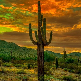 Telegram profile photo for 🌵Arizona vpn🌵