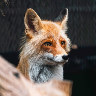 Telegram profile photo for Romanov Max | Photo