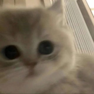 Telegram profile photo for чаво ты носик повесил котенок