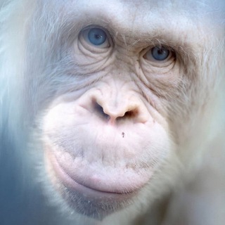 Telegram profile photo for Esoteric Wiggerism