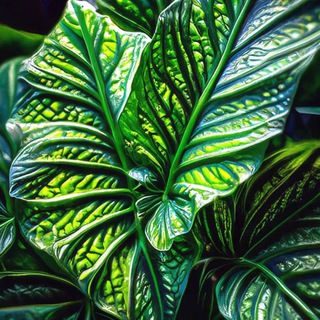 Telegram profile photo for Продажа растений🌿Казань