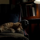 Telegram profile photo for 🛋اَنباری