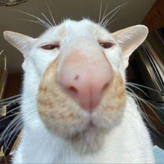 Telegram profile photo for Shitperso