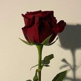 Telegram profile photo for Flowers