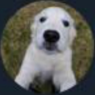 Telegram profile photo for Doji