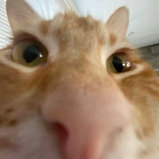 Telegram profile photo for little-toe! OPEN. ππβ¨οΈ