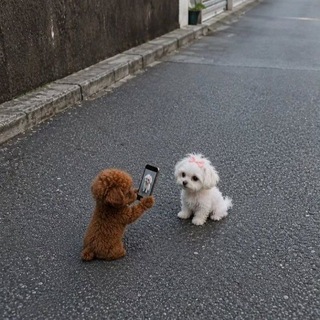 Telegram profile photo for Music