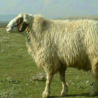 Telegram profile photo for 🌾کانال کشاورزان و دامداران کشور