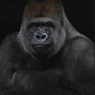 Telegram profile photo for 🦍APE GEM CALLS 🦍
