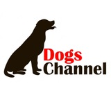 Telegram profile photo for Dogs Channel