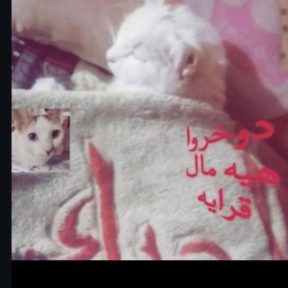 Telegram profile photo for كروب أمير والسادس