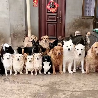 Telegram group profile photo for 相亲相爱一家人